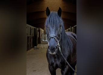 Murgese/caballo de las Murgues, Caballo castrado, 4 años, 160 cm, Negro
