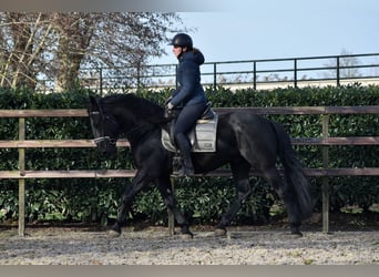 Murgese/caballo de las Murgues, Caballo castrado, 4 años, 163 cm, Negro