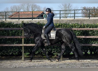 Murgese/caballo de las Murgues, Caballo castrado, 4 años, 163 cm, Negro