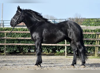 Murgese/caballo de las Murgues, Caballo castrado, 4 años, 163 cm, Negro