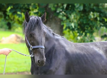 Murgese/caballo de las Murgues, Caballo castrado, 5 años, 160 cm, Negro