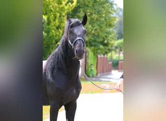 Murgese/caballo de las Murgues, Caballo castrado, 5 años, 160 cm, Negro