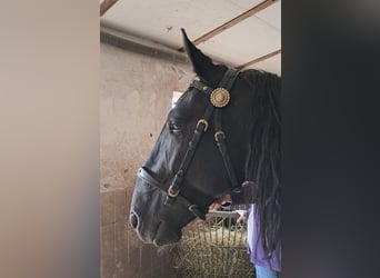 Murgese/caballo de las Murgues, Caballo castrado, 5 años, 162 cm, Negro