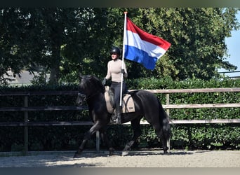 Murgese/caballo de las Murgues, Caballo castrado, 5 años, 162 cm, Negro