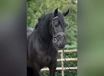 Murgese/caballo de las Murgues, Caballo castrado, 5 años, 162 cm, Negro