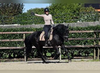 Murgese/caballo de las Murgues, Caballo castrado, 5 años, 162 cm, Negro