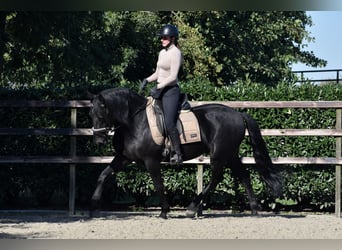 Murgese/caballo de las Murgues, Caballo castrado, 5 años, 162 cm, Negro