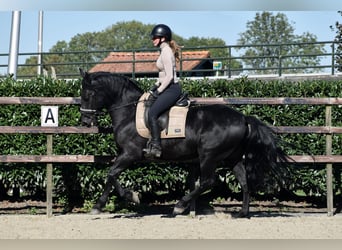 Murgese/caballo de las Murgues, Caballo castrado, 5 años, 162 cm, Negro