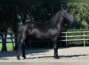 Murgese/caballo de las Murgues, Caballo castrado, 5 años, 162 cm, Negro