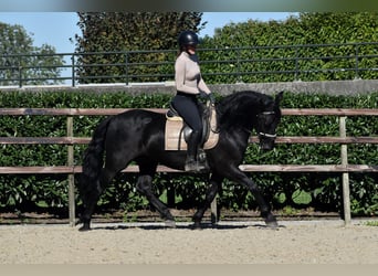 Murgese/caballo de las Murgues, Caballo castrado, 5 años, 162 cm, Negro