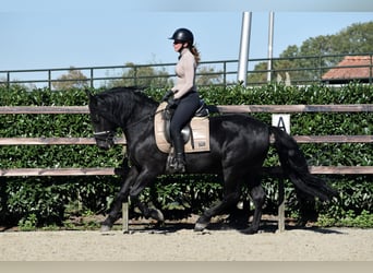 Murgese/caballo de las Murgues, Caballo castrado, 5 años, 162 cm, Negro