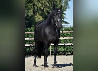 Murgese/caballo de las Murgues, Caballo castrado, 5 años, 162 cm, Negro