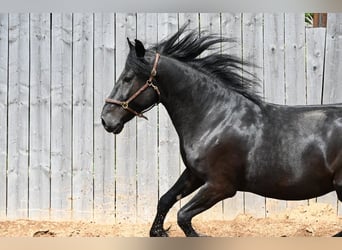 Murgese/caballo de las Murgues, Caballo castrado, 5 años, 164 cm, Negro