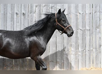 Murgese/caballo de las Murgues, Caballo castrado, 6 años, 164 cm, Negro