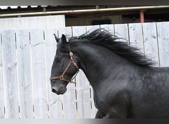 Murgese/caballo de las Murgues, Caballo castrado, 6 años, 167 cm, Negro