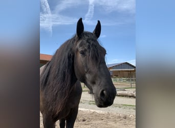 Murgese/caballo de las Murgues, Caballo castrado, 8 años, 165 cm, Negro