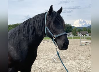 Murgese/caballo de las Murgues, Caballo castrado, 9 años, 161 cm, Negro