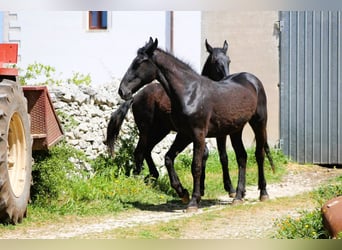 Murgese/caballo de las Murgues, Semental, 1 año, 160 cm, Negro