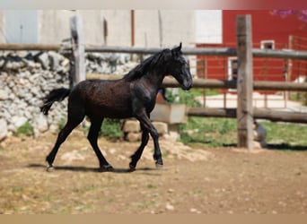 Murgese/caballo de las Murgues, Semental, 1 año, 160 cm, Negro