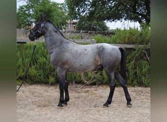 Murgese/caballo de las Murgues, Semental, 2 años, 154 cm, Ruano azulado