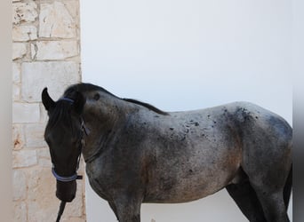 Murgese/caballo de las Murgues, Semental, 2 años, 154 cm, Ruano azulado