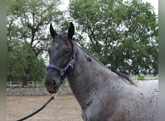 Murgese/caballo de las Murgues, Semental, 2 años, 154 cm, Ruano azulado