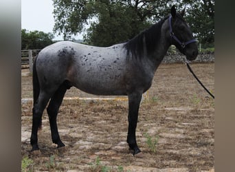 Murgese/caballo de las Murgues, Semental, 2 años, 154 cm, Ruano azulado