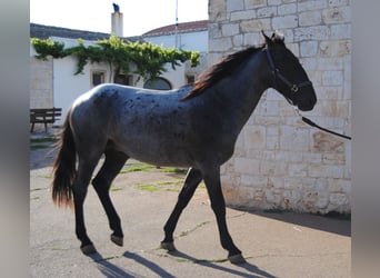 Murgese/caballo de las Murgues, Semental, 2 años, 154 cm, Ruano azulado