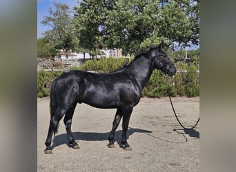 Murgese/caballo de las Murgues, Semental, 2 años, 159 cm, Negro