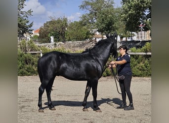 Murgese/caballo de las Murgues, Semental, 2 años, 159 cm, Negro