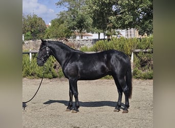 Murgese/caballo de las Murgues, Semental, 2 años, 159 cm, Negro