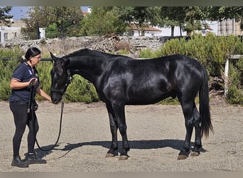 Murgese/caballo de las Murgues, Semental, 2 años, 159 cm, Negro