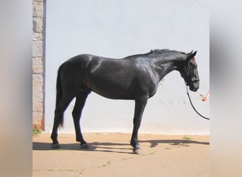 Murgese/caballo de las Murgues, Semental, 2 años, 159 cm, Negro