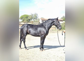 Murgese/caballo de las Murgues, Semental, 2 años, 159 cm, Negro