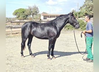 Murgese/caballo de las Murgues, Semental, 2 años, 159 cm, Negro