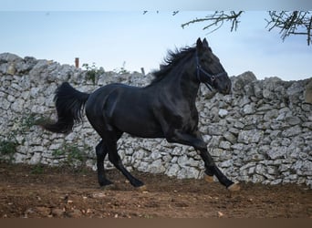 Murgese/caballo de las Murgues, Semental, 2 años, 162 cm, Negro