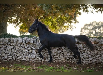 Murgese/caballo de las Murgues, Semental, 2 años, 162 cm, Negro