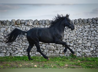 Murgese/caballo de las Murgues, Semental, 2 años, 162 cm, Negro