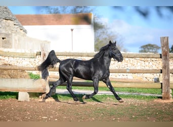 Murgese/caballo de las Murgues, Semental, 2 años, 162 cm, Negro