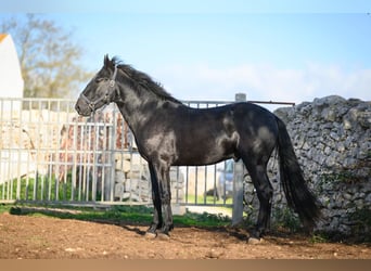 Murgese/caballo de las Murgues, Semental, 2 años, 162 cm, Negro