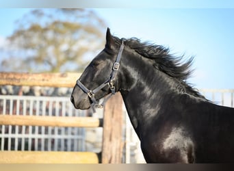 Murgese/caballo de las Murgues, Semental, 2 años, 162 cm, Negro