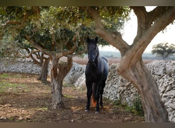 Murgese/caballo de las Murgues, Semental, 2 años, 162 cm, Negro