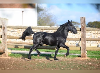 Murgese/caballo de las Murgues, Semental, 2 años, 162 cm, Negro