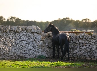 Murgese/caballo de las Murgues, Semental, 2 años, 162 cm, Negro