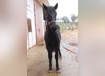 Murgese/caballo de las Murgues, Semental, 2 años, 163 cm, Negro