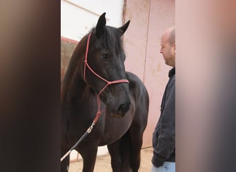 Murgese/caballo de las Murgues, Semental, 2 años, 163 cm, Negro