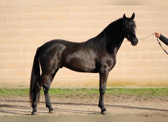 Murgese/caballo de las Murgues, Semental, 2 años, 165 cm, Negro