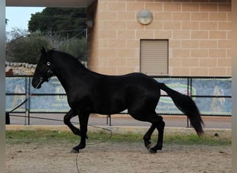 Murgese/caballo de las Murgues, Semental, 2 años, 165 cm, Negro