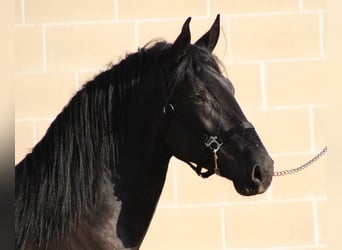 Murgese/caballo de las Murgues, Semental, 2 años, 165 cm, Negro