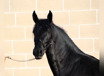 Murgese/caballo de las Murgues, Semental, 2 años, 165 cm, Negro